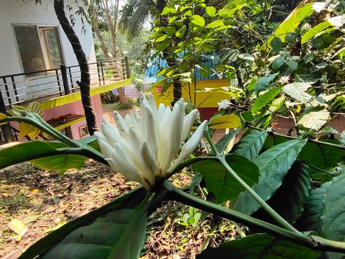 Green Land Estate Homestay 5 Rooms With Garden View Madikeri Kültér fotó